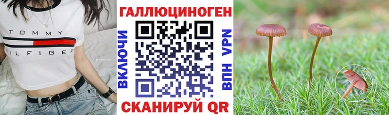 Галлюциногенные грибы Psilocybe  Черкесск 